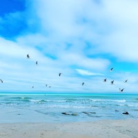 a group of birds flying over the ocean